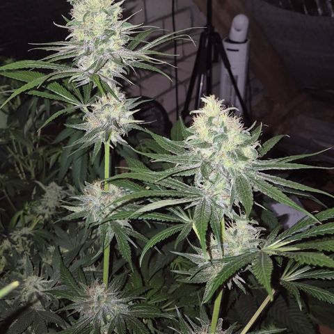 🍍Anna  #1 amnesia lemon  growlog timeline photo