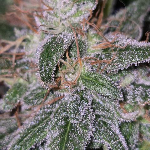 🌅Sherbi photo, blue sunset sherbert, Barneys farm  growlog timeline photo