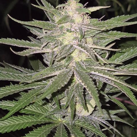 DieAnnas  #2 amnesia lemon/ungedämmter Dachboden growlog timeline photo