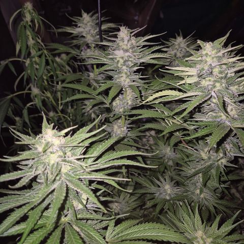 DieAnnas  #2 amnesia lemon/ungedämmter Dachboden growlog timeline photo