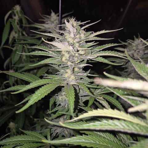 DieAnnas  #2 amnesia lemon/ungedämmter Dachboden growlog timeline photo