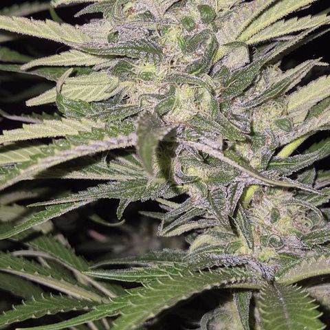 DieAnnas  #2 amnesia lemon/ungedämmter Dachboden growlog timeline photo