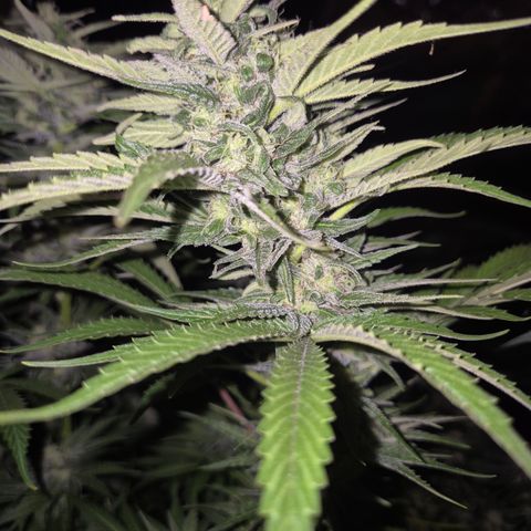 DieAnnas  #2 amnesia lemon/ungedämmter Dachboden growlog timeline photo