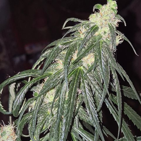🌅Sherbi photo, blue sunset sherbert, Barneys farm  growlog timeline photo