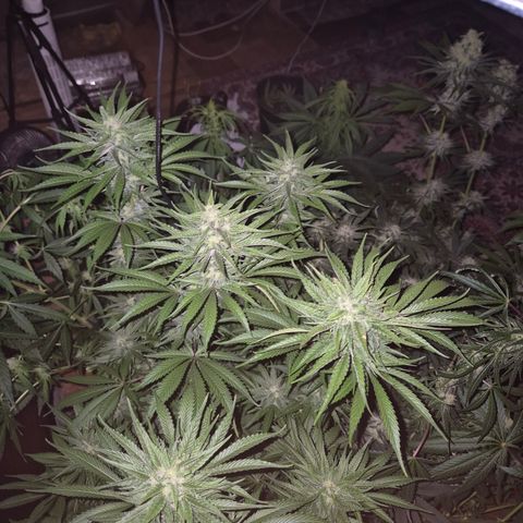 DieAnnas  #2 amnesia lemon/ungedämmter Dachboden growlog timeline photo