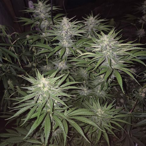 DieAnnas  #2 amnesia lemon/ungedämmter Dachboden growlog timeline photo