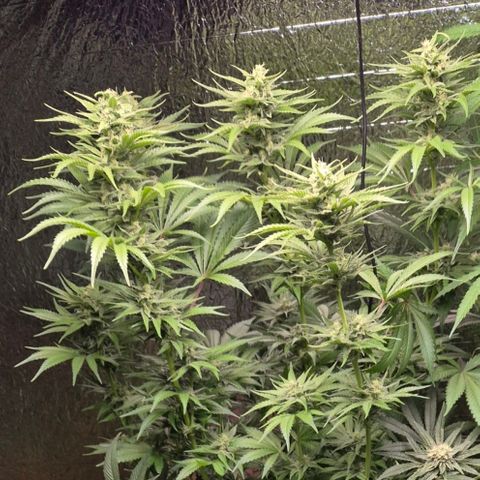 DieAnnas  #2 amnesia lemon/ungedämmter Dachboden growlog timeline photo
