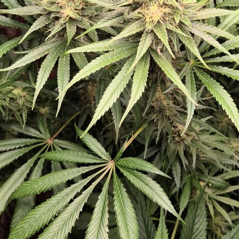 🍍Anna  #1 amnesia lemon  growlog timeline photo