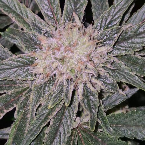 Mimosa evo Photo ♥️ Barney's Farm  growlog timeline photo