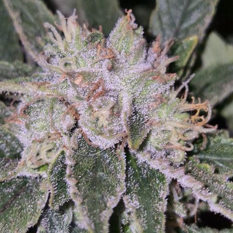 Mimosa evo Photo ♥️ Barney's Farm  growlog timeline photo
