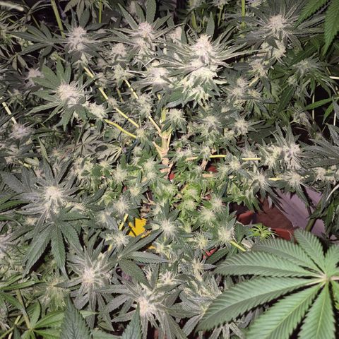 Mimosa evo Photo ♥️ Barney's Farm  growlog timeline photo