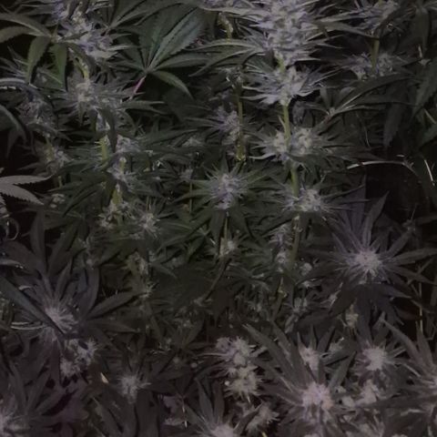 DieAnnas  #2 amnesia lemon/ungedämmter Dachboden growlog timeline photo