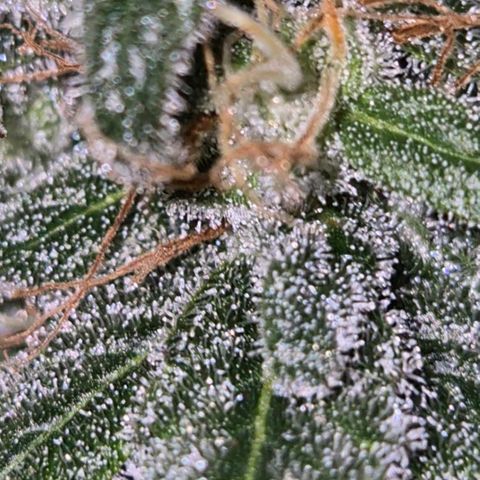 🌅Sherbi photo, blue sunset sherbert, Barneys farm  growlog timeline photo