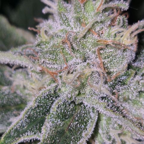 Mimosa evo Photo ♥️ Barney's Farm  growlog timeline photo