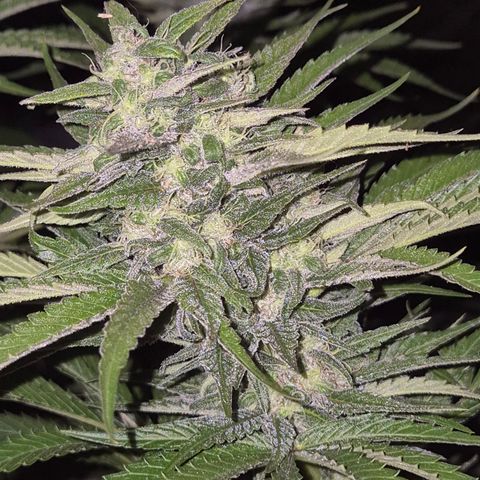 DieAnnas  #2 amnesia lemon/ungedämmter Dachboden growlog timeline photo