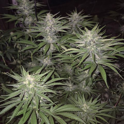 DieAnnas  #2 amnesia lemon/ungedämmter Dachboden growlog timeline photo