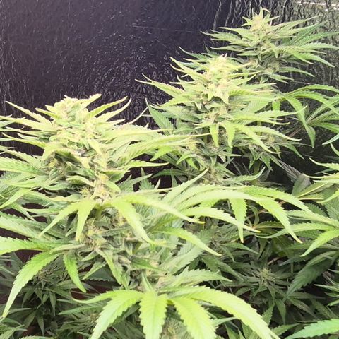 DieAnnas  #2 amnesia lemon/ungedämmter Dachboden growlog timeline photo