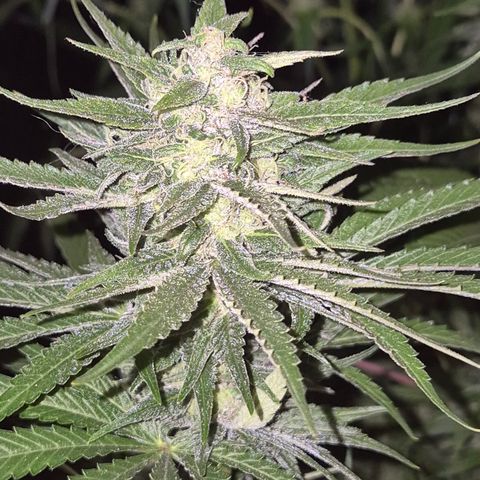 DieAnnas  #2 amnesia lemon/ungedämmter Dachboden growlog timeline photo