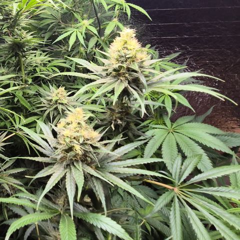 🍍Anna  #1 amnesia lemon  growlog timeline photo