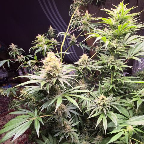 🍍Anna  #1 amnesia lemon  growlog timeline photo