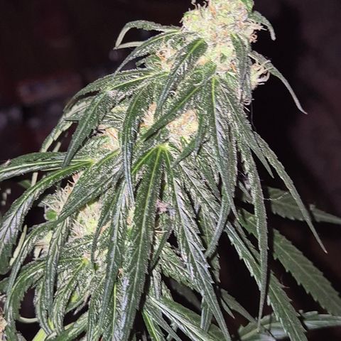 🌅Sherbi photo, blue sunset sherbert, Barneys farm  growlog timeline photo