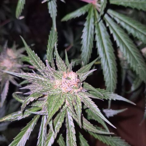 🌅Sherbi photo, blue sunset sherbert, Barneys farm  growlog timeline photo