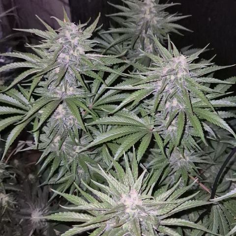 DieAnnas  #2 amnesia lemon/ungedämmter Dachboden growlog timeline photo