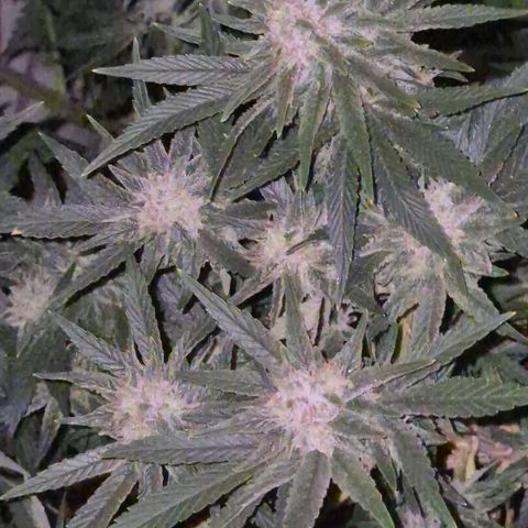 Mimosa evo Photo ♥️ Barney's Farm  growlog timeline photo