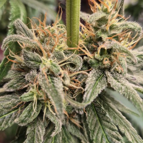 🍍Anna  #1 amnesia lemon  growlog timeline photo
