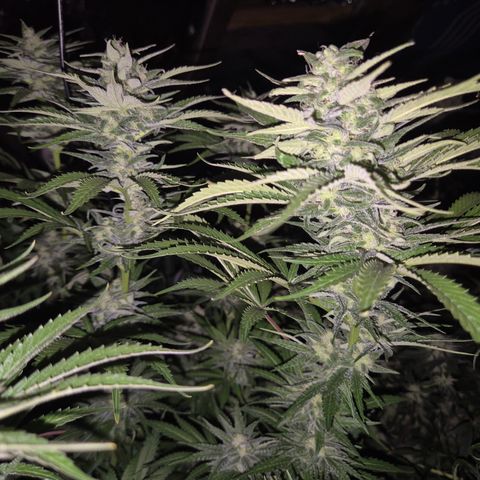 DieAnnas  #2 amnesia lemon/ungedämmter Dachboden growlog timeline photo