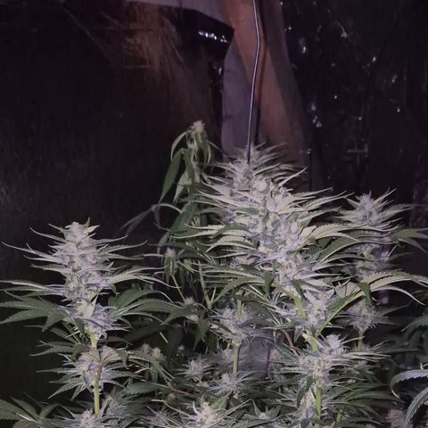 DieAnnas  #2 amnesia lemon/ungedämmter Dachboden growlog timeline photo