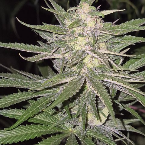 DieAnnas  #2 amnesia lemon/ungedämmter Dachboden growlog timeline photo