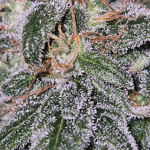 🌅Sherbi photo, blue sunset sherbert, Barneys farm  growlog timeline photo