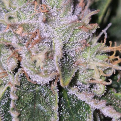Mimosa evo Photo ♥️ Barney's Farm  growlog timeline photo
