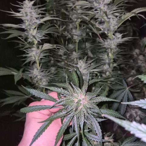 DieAnnas  #2 amnesia lemon/ungedämmter Dachboden growlog timeline photo