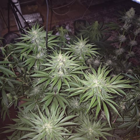 DieAnnas  #2 amnesia lemon/ungedämmter Dachboden growlog timeline photo