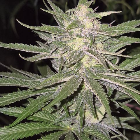 DieAnnas  #2 amnesia lemon/ungedämmter Dachboden growlog timeline photo
