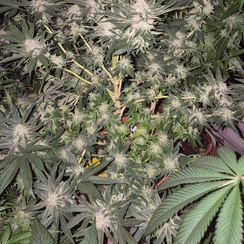 Mimosa evo Photo ♥️ Barney's Farm  growlog timeline photo