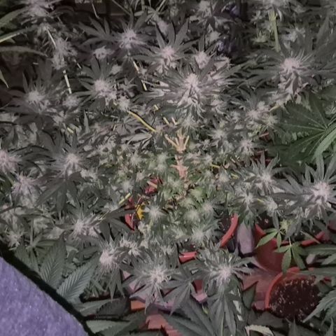 Mimosa evo Photo ♥️ Barney's Farm  growlog timeline photo