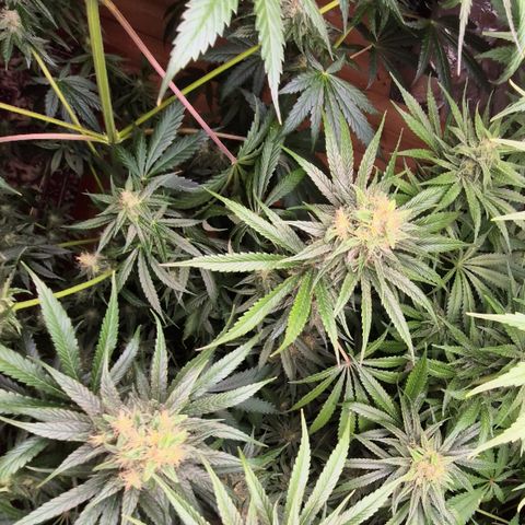 🍍Anna  #1 amnesia lemon  growlog timeline photo
