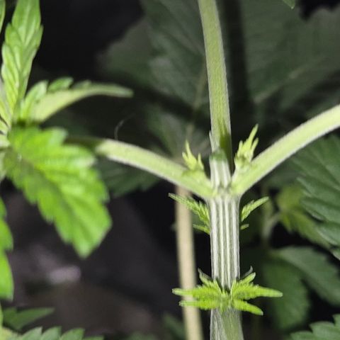 Moby Dick 1 growlog timeline photo