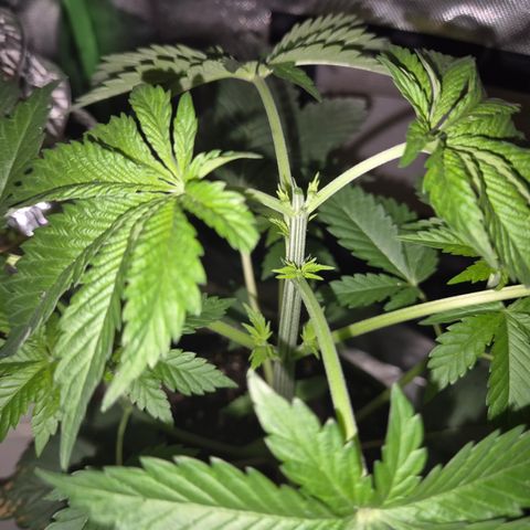 Moby Dick 1 growlog timeline photo