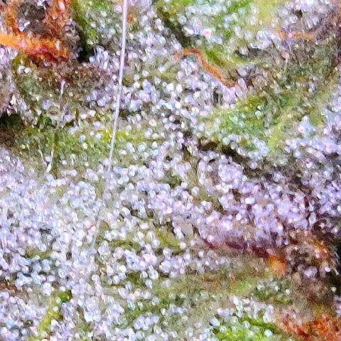 🌅Sherbi photo, blue sunset sherbert, Barneys farm  growlog timeline photo