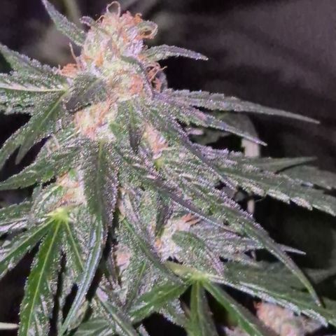 🌅Sherbi photo, blue sunset sherbert, Barneys farm  growlog timeline photo