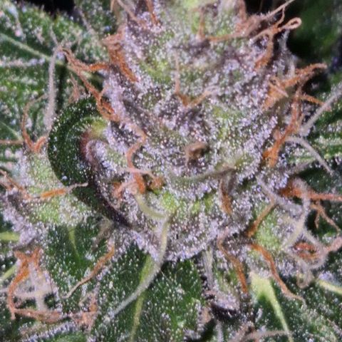 🌅Sherbi photo, blue sunset sherbert, Barneys farm  growlog timeline photo