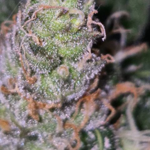 🌅Sherbi photo, blue sunset sherbert, Barneys farm  growlog timeline photo