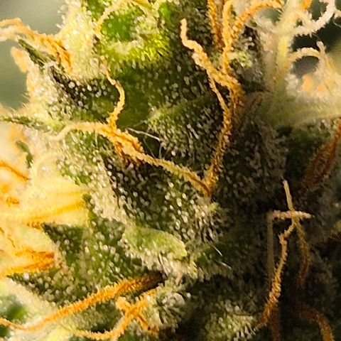 🌅Sherbi photo, blue sunset sherbert, Barneys farm  growlog timeline photo