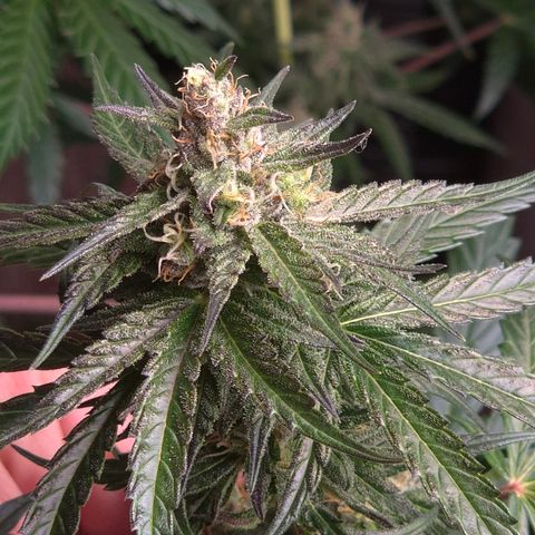 🌅Sherbi photo, blue sunset sherbert, Barneys farm  growlog timeline photo