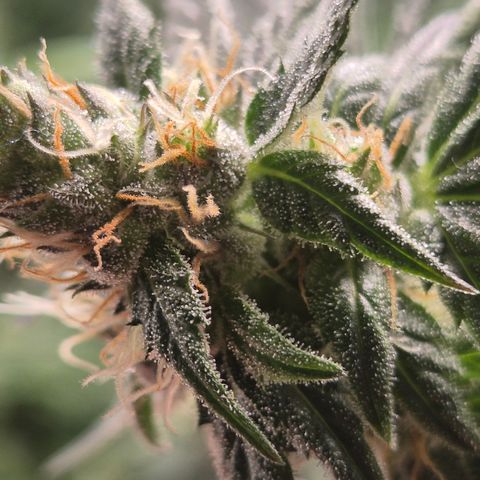 🌅Sherbi photo, blue sunset sherbert, Barneys farm  growlog timeline photo