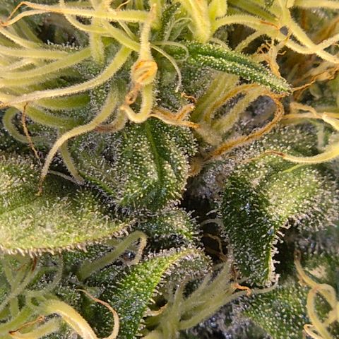🌅Sherbi photo, blue sunset sherbert, Barneys farm  growlog timeline photo